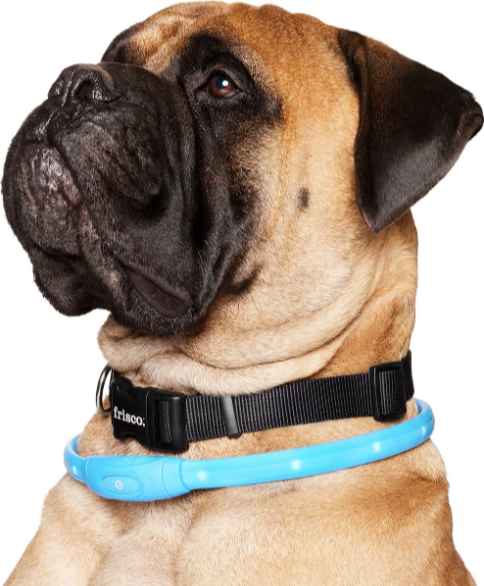 LED Safety Collar